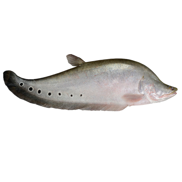 Imagem do peixe Peixe Faca Palhaço